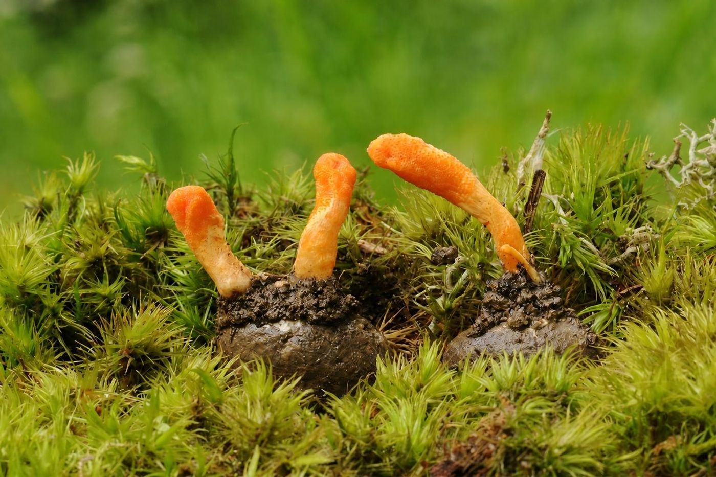 Cordyceps mushroom powder in matcha with mushrooms, associated with stamina and vitality