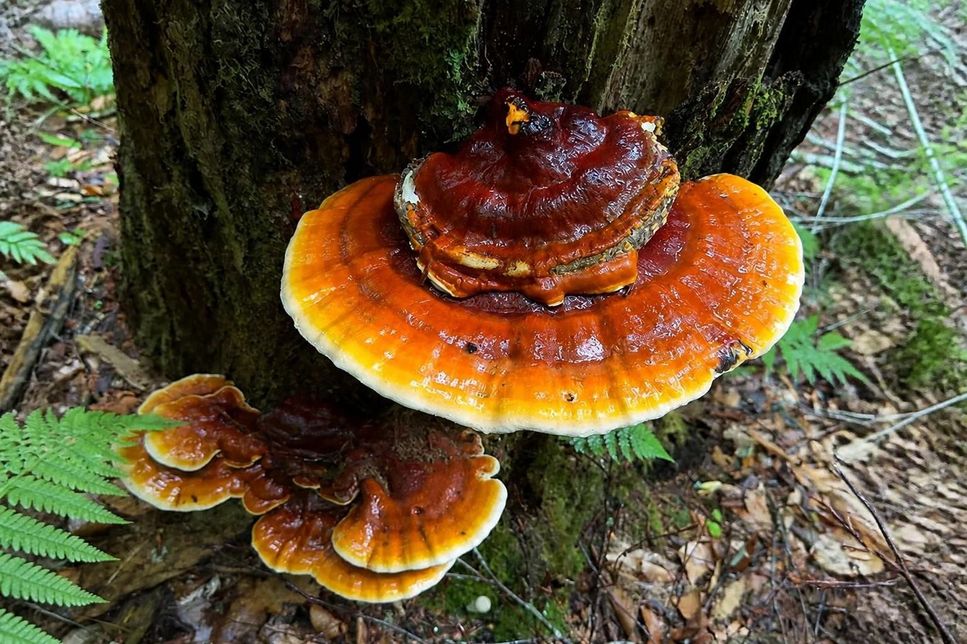 Reishi mushroom powder in mushroom matcha blend, associated with calm and stress balance