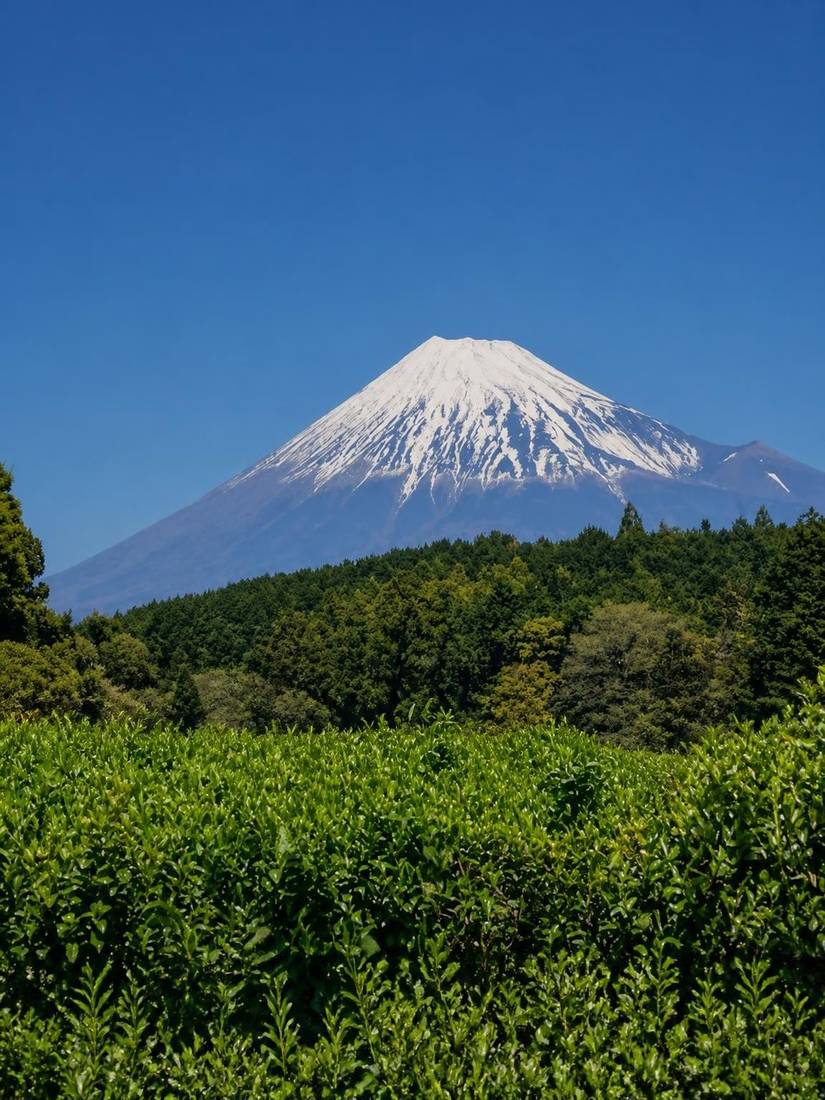Hand-picking young matcha tea leaves during spring harvest in Japan