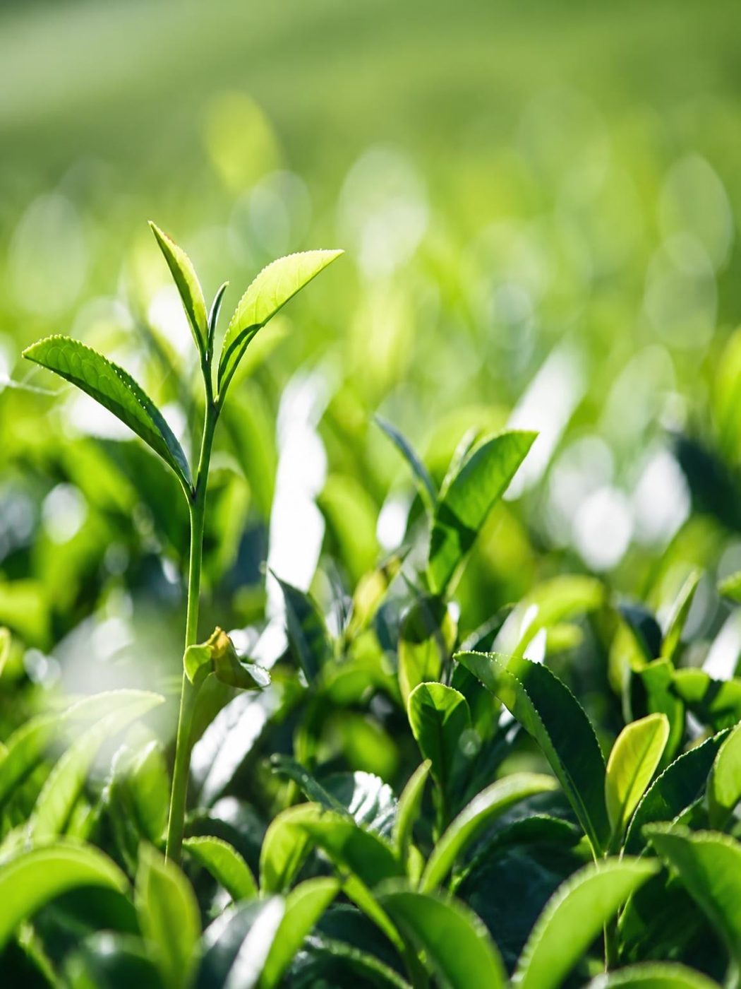 Tsuyuhikari tea cultivar leaves used in mushroom matcha